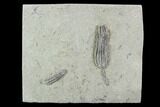 Pair Of Lanecrinus Crinoids - Crawfordsville, Indiana #94778-2